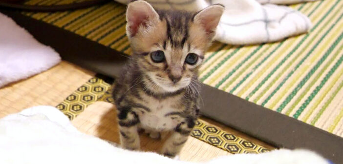 甘えたくてモジモジする子猫