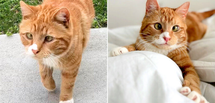 保護された猫