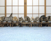 食事中の猫達がビックリして逃げる！ みんなでモグモグしている最中に、一斉に走り出す様子が凄かった (*ﾟ0ﾟ)！