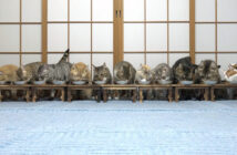 一列に並んでご飯を食べるたくさんの猫達