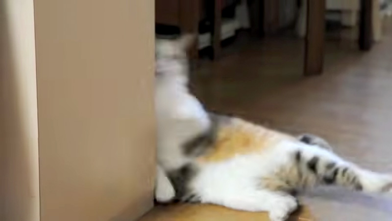 壁に寄りかかるのに失敗した猫