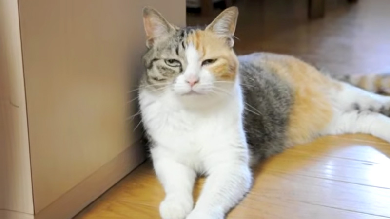 失敗を誤魔化す猫