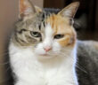 壁に寄りかかるのに失敗しちゃった猫