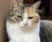 壁に寄りかかることに失敗しちゃった猫さん。まるで何事もなかったかのように振る舞う様子が妙にも面白かった ( *´艸`)