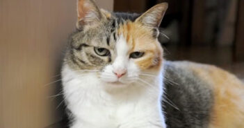 壁に寄りかかることに失敗しちゃった猫さん。まるで何事もなかったかのように振る舞う様子が妙にも面白かった ( *´艸`) 壁に寄りかかるのに失敗しちゃった猫