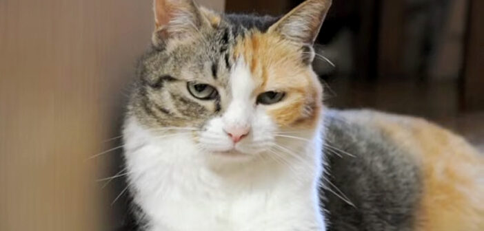壁に寄りかかることに失敗しちゃった猫さん。まるで何事もなかったかのように振る舞う様子が妙にも面白かった ( *´艸`)