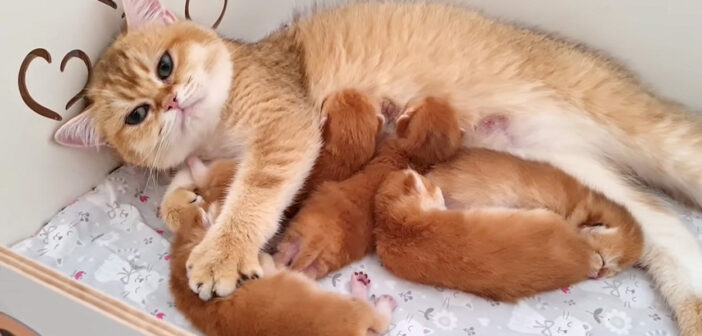 子猫をコネコネする母猫
