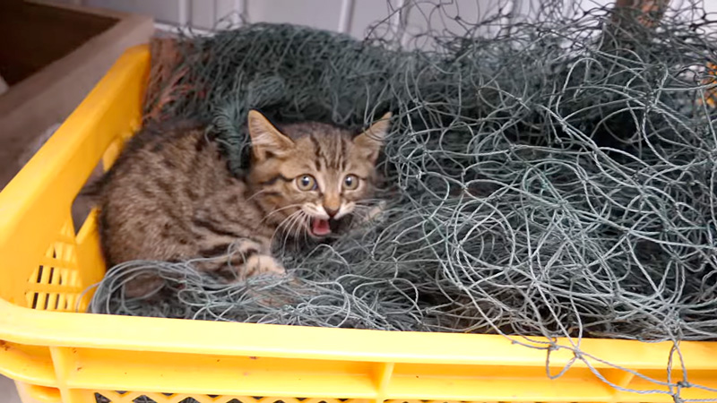 首に網が絡まって身動きが取れない子猫