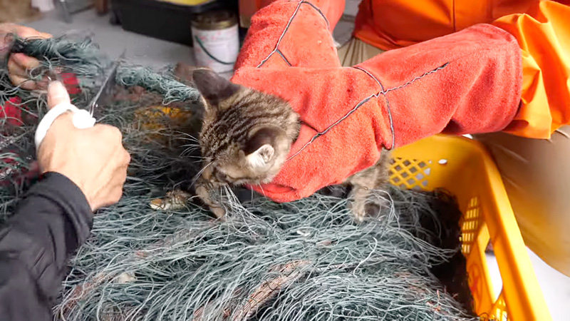 網から救助される子猫