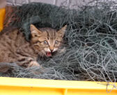 首に網が絡まって身動きが取れなくなった子猫。手を差し伸べてくれた人達のおかげで、危険な状態から解放される!