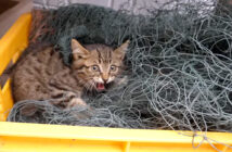 首に網が絡まって身動きが取れない子猫