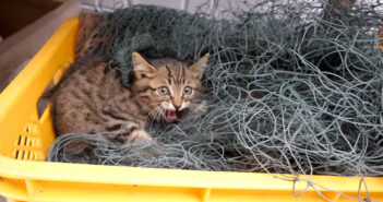 首に網が絡まって身動きが取れない子猫