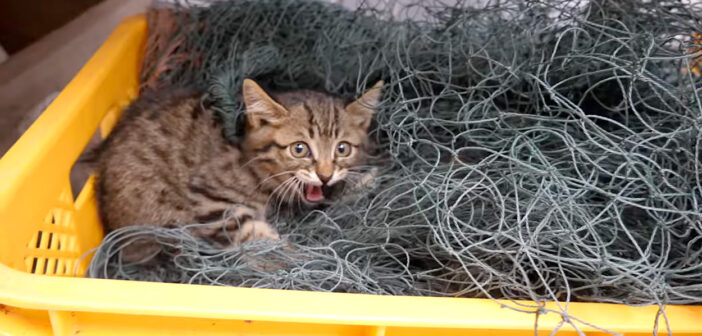 首に網が絡まって身動きが取れなくなった子猫。手を差し伸べてくれた人達のおかげで、危険な状態から解放される！