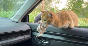 母猫が幼い子猫を咥えて車に飛び乗ってきた! 子猫達と一緒に安全な家に連れていって欲しかったようで… 子猫を咥えて車に飛び乗ってきた母猫