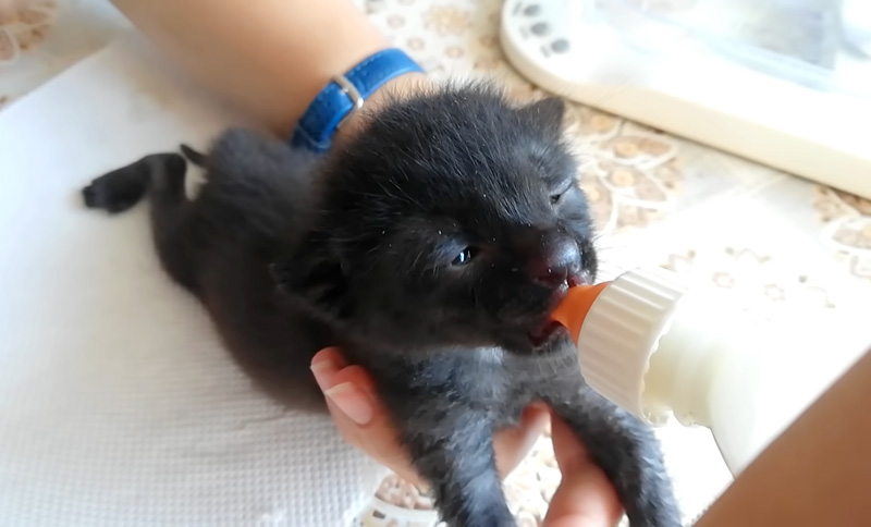 ミルクを飲む保護子猫