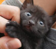 保護先で甘えん坊になった子猫