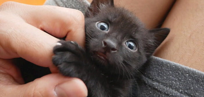 保護先で甘えん坊になった子猫