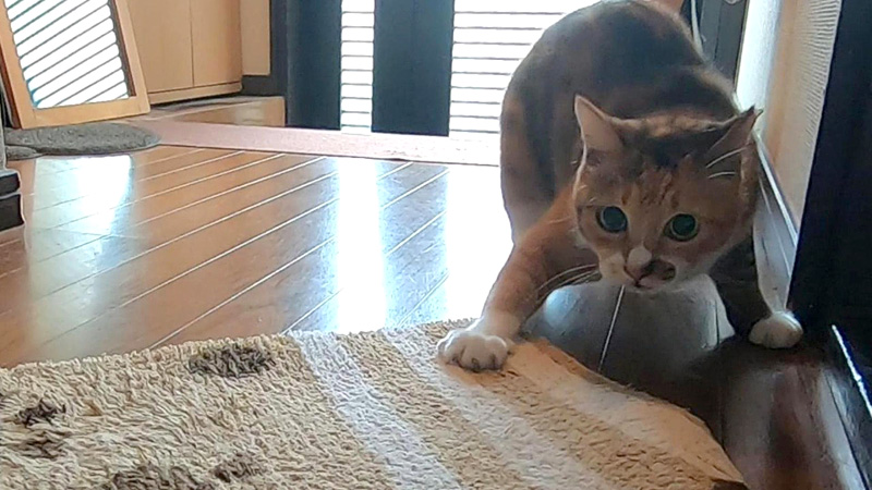 今日こそ玄関マットと決着をつけたい猫