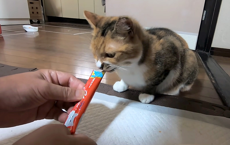 オヤツを食べる猫