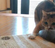 今日こそ玄関マットと決着をつけたい猫