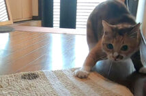 今日こそ玄関マットと決着をつけたい猫