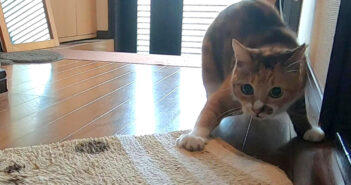 今日こそ玄関マットと決着をつけたい猫