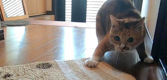 今日こそ玄関マットと決着をつけたい猫