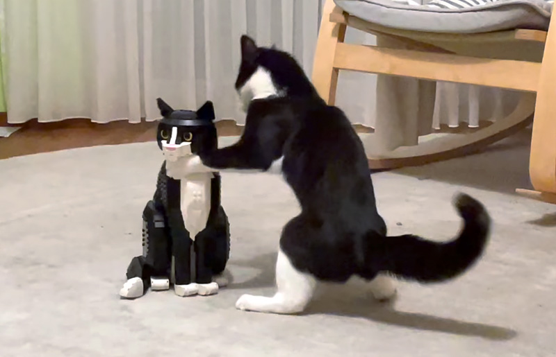 レゴ猫に戦いを挑むハチワレ猫