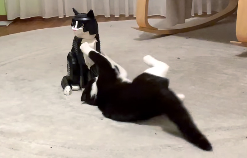 レゴ猫に戦いを挑むハチワレ猫