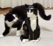 レゴ猫に戦いを挑むハチワレ猫
