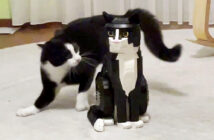 レゴ猫に戦いを挑むハチワレ猫