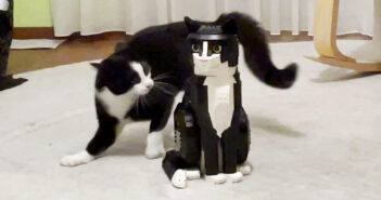 レゴ猫に戦いを挑むハチワレ猫