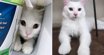 保護された猫