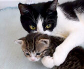 とっても子煩悩な猫のお母さん。子猫への溢れる愛情を抑えきれなくて、大変なことに ( *´艸`)♡