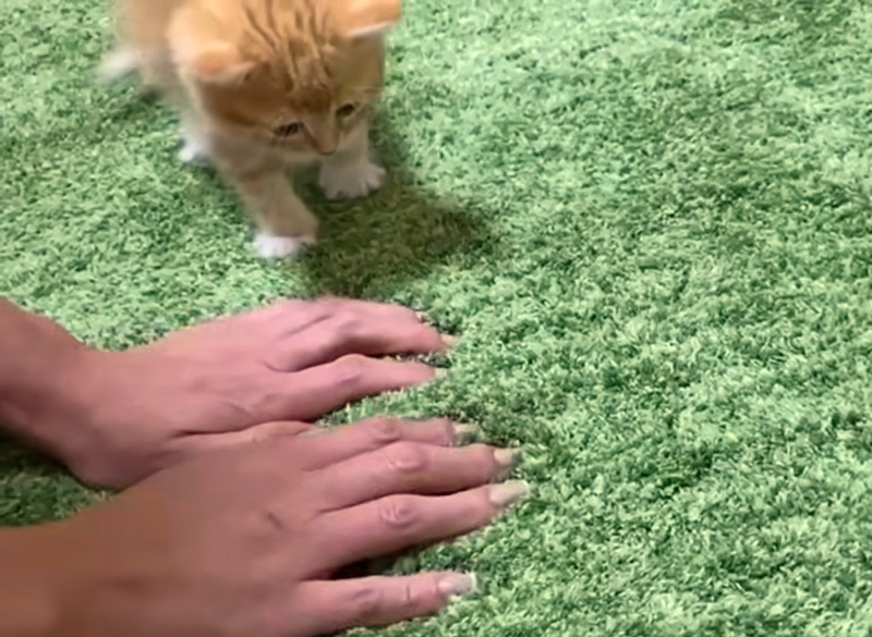飼い主さんのフミフミを見る子猫