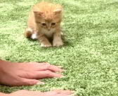 飼い主さんの真似をして、一緒にフミフミする子猫。その満足そうな姿が可愛すぎて思わず胸がキュンとする ( *´艸`)♡