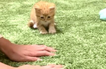 飼い主さんの真似をしてフミフミする子猫
