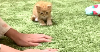 飼い主さんの真似をして、一緒にフミフミする子猫。その満足そうな姿が可愛すぎて思わず胸がキュンとする ( *´艸｀)♡
