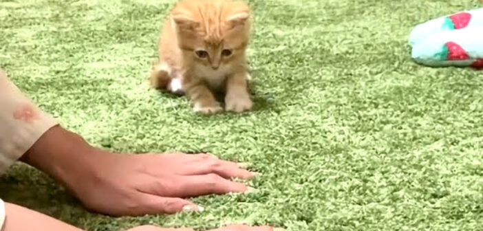 飼い主さんの真似をしてフミフミする子猫