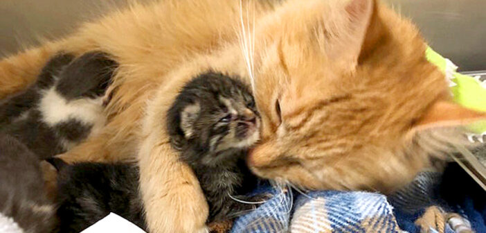 母猫代わりになった猫