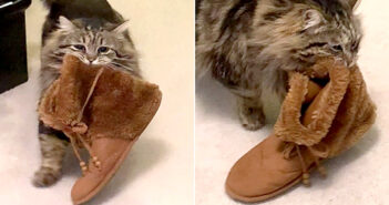 保健所から助けてもらった猫。感謝の気持ちを伝えるために、毎朝飼い主さんの元に靴を運んでくる様子に心がホッコリ♡ ルームシューズを持ってくる猫