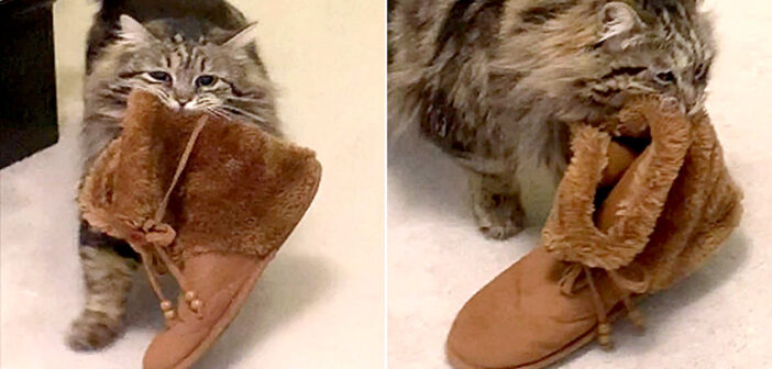 ルームシューズを持ってくる猫