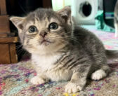誰も説明できないような非常に珍しい病気を抱えた子猫。でも本人は全く気にすることなく、毎日を楽しむ姿に心が温まる