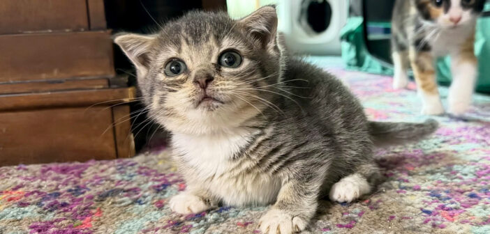 非常に珍しい病気を抱えた子猫