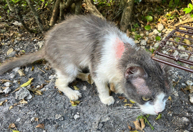 ボロボロになっていた老猫