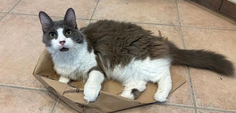 紙袋で遊ぶ老猫