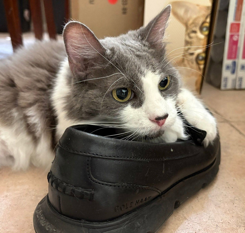 靴にアゴを乗せる老猫