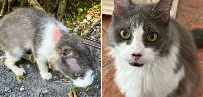 保護された老猫