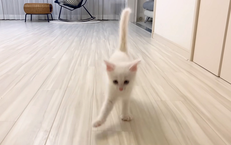 名前を呼ぶと駆け寄ってくる子猫