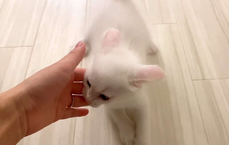 甘えん坊な子猫